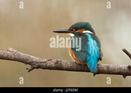 Junge weibliche Eisvogel (Alcedo Atthis) auf Ast Stockfoto