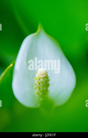 Moor-Arum Stockfoto