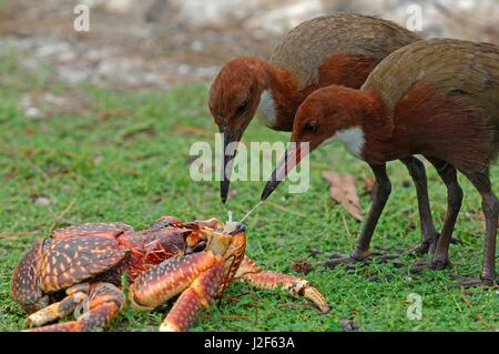 Aldabra weißes-throated Schiene (Dryolimnas Cuvieri Aldabranus) auf Futtersuche auf frisch getöteten Krabbe Stockfoto