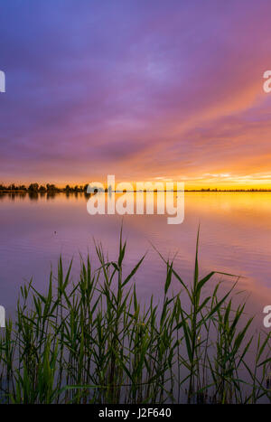 Sonnenuntergang in das Naturreservat Oostvaardersplassen in den Niederlanden Stockfoto