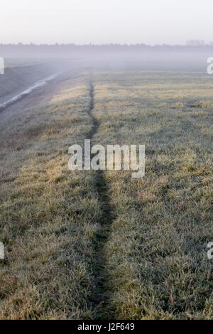 Überblick über Dachse in satiniertem Grünland Stockfoto