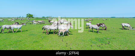 Konik-Pferde als Ersatz für das Tarpan-Pferd in der Savanne wie Landschaft für das Naturreservat Oostvaardersplassen in den Niederlanden Stockfoto