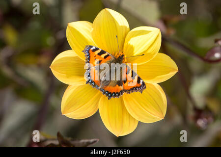 Kleiner Fuchs (Aglais Urticae) auf gelb Dahlia Stockfoto