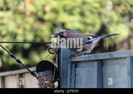 Blue Jay Essen Erdnüsse (Garrulus Glandarius) Stockfoto