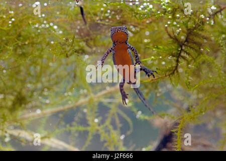 Bergmolch (Ichthyosaura Alpestris) Stockfoto