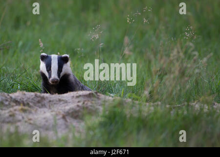 Dachs (Meles Meles) aus seiner sett Stockfoto