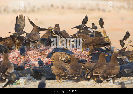 Steppenadler (Aquila Nipalensis) auf Nahrungssuche auf einer Deponie Stockfoto