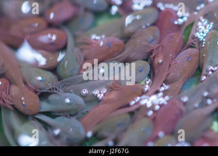 gemeinsamen Frosch Kaulquappen Stockfoto