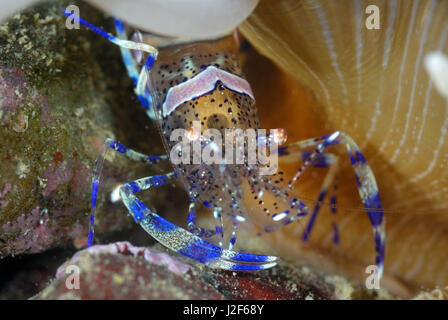 Periclimenes Sagittifer ist eine farbige Garnele, der unter den Tentakeln eine Snakelocks Anemone lebt Stockfoto