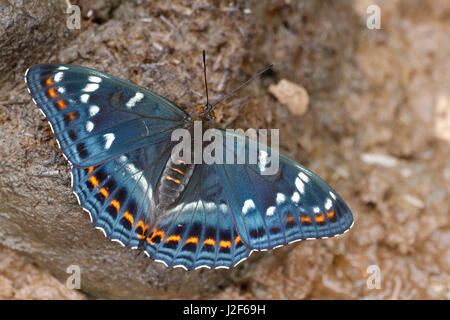 Poplar Admiral (Limenitis Populi) mit offenen Flügeln Stockfoto