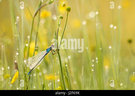 Rotäugigen Damselfly (Erythromma Najas) bedeckt mit Tautropfen Stockfoto