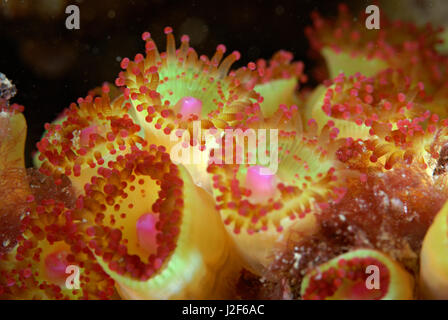 Der Juwel Anemone (Corynactis Viridis) lebt in Kolonien der gleichen Farbe zusammen. Stockfoto