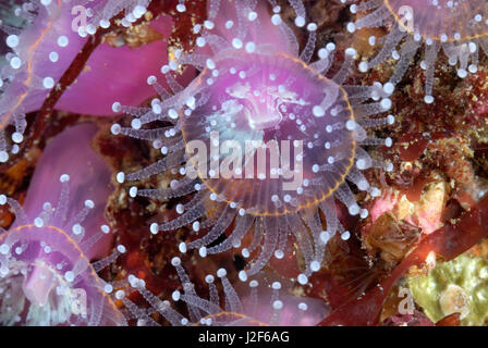 Der Juwel Anemone (Corynactis Viridis) lebt in Kolonien der gleichen Farbe zusammen. Stockfoto