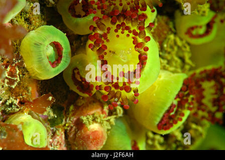 Der Juwel Anemone (Corynactis Viridis) lebt in Kolonien der gleichen Farbe zusammen. Stockfoto