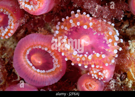 Der Juwel Anemone (Corynactis Viridis) lebt in Kolonien der gleichen Farbe zusammen. Stockfoto