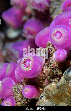 Der Juwel Anemone (Corynactis Viridis) lebt in Kolonien der gleichen Farbe zusammen. Stockfoto