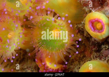 Der Juwel Anemone (Corynactis Viridis) lebt in Kolonien der gleichen Farbe zusammen. Stockfoto