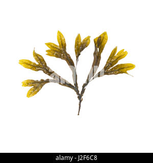 Fucus SP., wahrscheinlich Fucus Vesiculosus; Bracy Cove, Maine Stockfoto