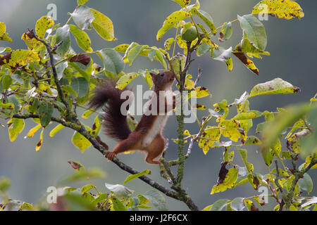 Eichhörnchen in Nussbaum Stockfoto