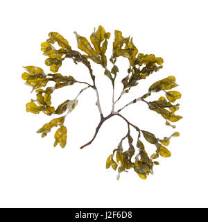 Fucus sp.; Bracy Cove, Maine Stockfoto