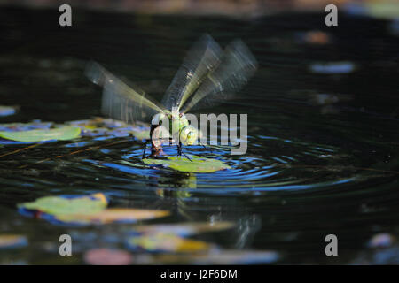 Kaiser-Libelle (Anax Imperator) ihre Eiablage in den Stamm einer Seerose Stockfoto