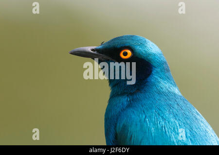 Portret eine größere blau-eared glattes-Starling Stockfoto