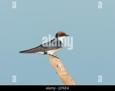 Draht-angebundene Schwalbe Stockfoto