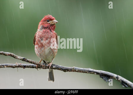 Ein männlicher lila Fink (Carpodacus Purpereus) auf einem Ast im Regen. Stockfoto