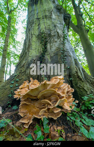 Riesige Polypore Stockfoto