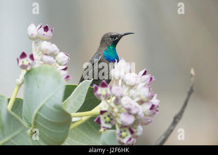 Scheint Sunbird Nahrungssuche auf einer Blume Stockfoto