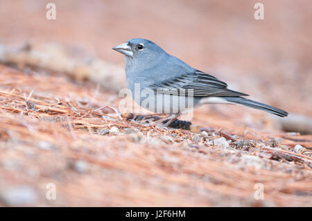 Männlicher blauer Buchfink auf Teneriffa Stockfoto