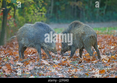 Foto von zwei kämpfenden Wildschweine Stockfoto