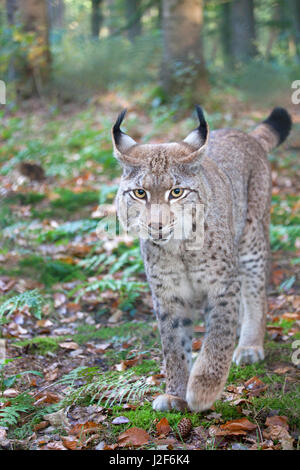 frontale Foto von einer Eurasischen Luchs Stockfoto