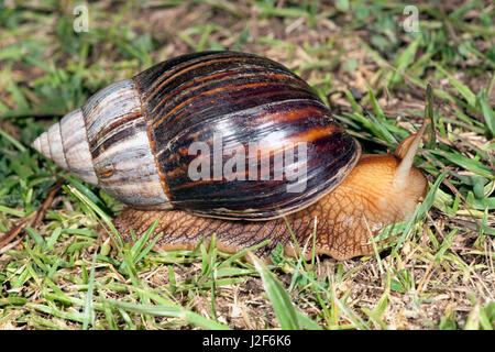 Riesigen afrikanischen Schnecke auf Rasen Stockfoto