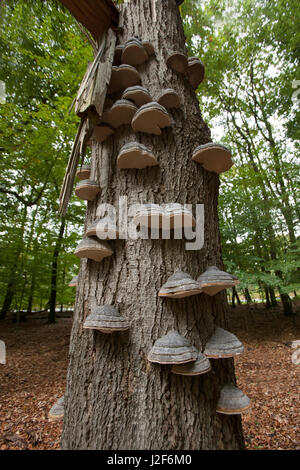 Gruppe der Huf Pilz auf einer toten Eiche Stockfoto