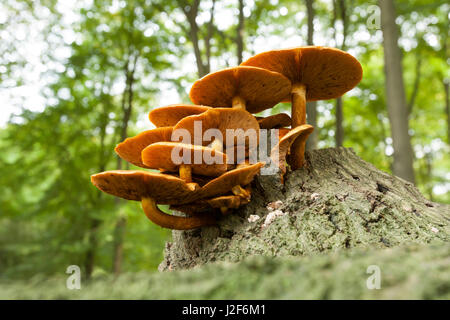 Gruppe von goldenen Scalycap auf einen umgestürzten Baum wächst Stockfoto