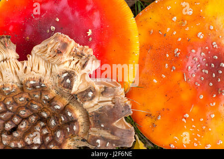 Fly Agaric (Amanita Muscaria) in einem Wohngebiet in Deventer, am Fuße des gemeinsamen Birke Stockfoto