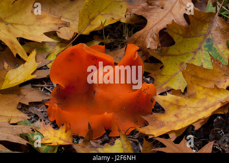 Orange Peel Pilz, Aleuria aurantia Stockfoto