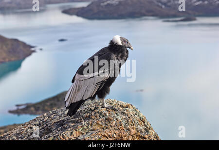 Andenkondor, sitzen auf den Felsen über einem See Stockfoto