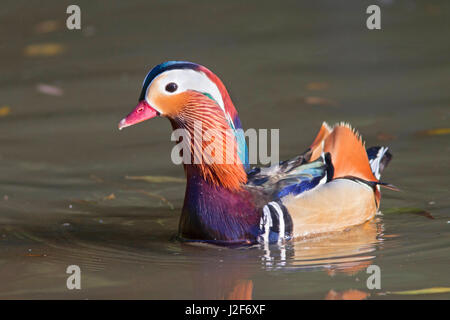 Schwimmen männliche Mandarinente Stockfoto