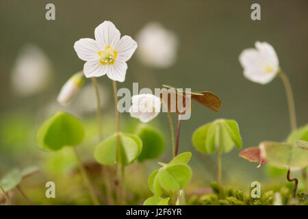 Nahaufnahme der Blüten der gemeinsamen Sauerklee Stockfoto