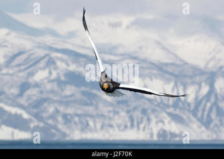 Steller der Seeadler auf der Flucht vor Bergen Stockfoto