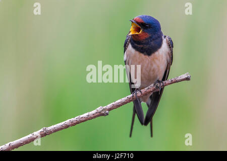 Rauchschwalbe (Hirundo Rustica) auf einem Ast Stockfoto