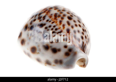 Tiger Kauri vor einem weißen Hintergrund isoliert Stockfoto