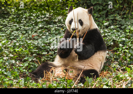 Giant Panda Bambus essen Stockfoto