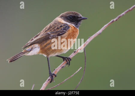 Europäische Schwarzkehlchen; Saxicola rubicola Stockfoto