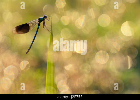 Makro des ein Banded Demoiselle auf Reed mit taufrischen Rasen Stockfoto