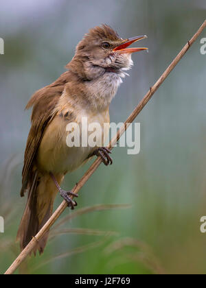 Drosselrohrsänger; Acrocephalus arundinaceus Stockfoto
