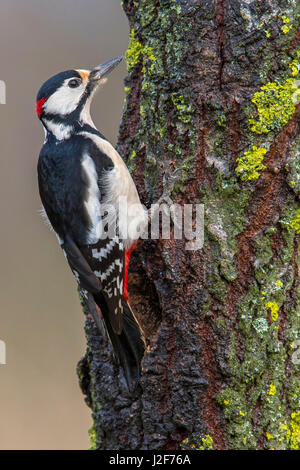 Buntspecht; Dendrocopos großen Stockfoto