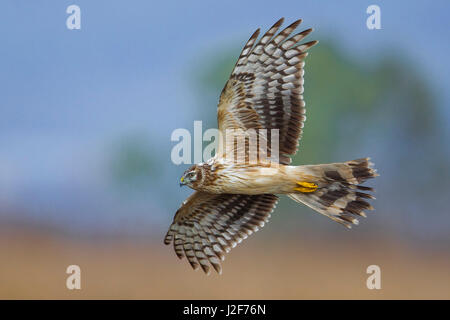 Fliegende Kornweihe; Zirkus cyaneus Stockfoto